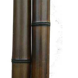 Бамбук ствол 7 - 8 см Венге