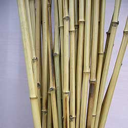 Бамбук ствол 1,5 - 2 см