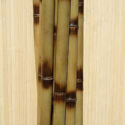 Бамбук ствол  узелковый 5 - 6 см